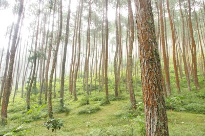 Photos of Hutan Pinus Wisata Mangli PERHUTANI