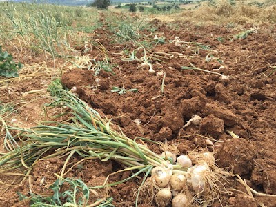 Doğsar Sarımsak