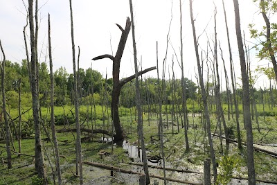 Murfree Spring Wetlands