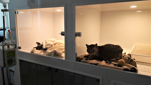 VET & VET CLINICA VETERINARIA