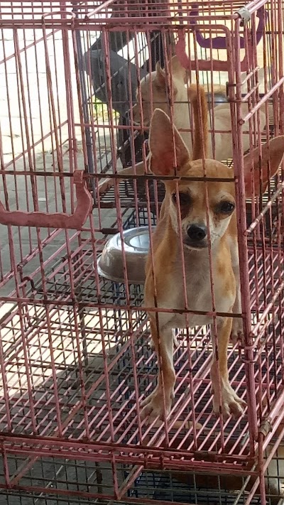 Photos of DOGGY STYLE Pet&Store Pedungan
