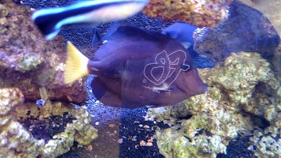 Photos of Reef Aqu&aacute;rios