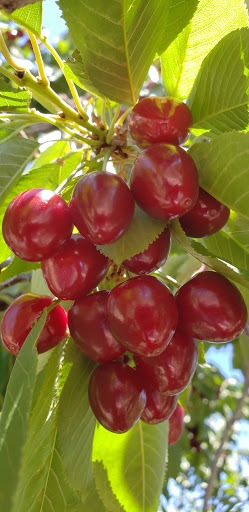 Cowley Farms U-PICK CHERRIES - Thumbnail