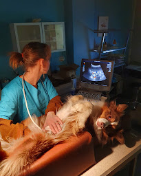 Photo n°12 de Cabinet Vétérinaire de la Mer à Saint-Cyr-sur-Mer (Clinique vétérinaire)