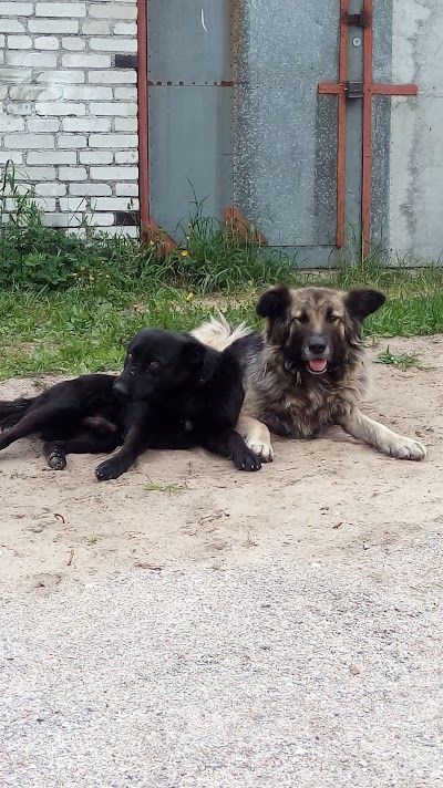 Photos of Priozerskiy Priyut Dlya Zhivotnykh