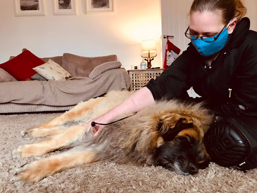 Nina's Veterinary Physiotherapy Logo