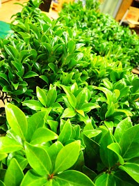 仏壇･仏具 岩田屋