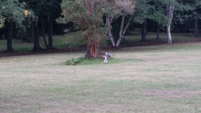 Photos of Camping Calafquen
