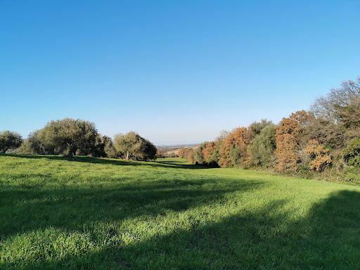 Bosco di Monteferraro - Thumbnail