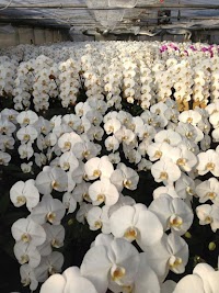 グリーンファーム