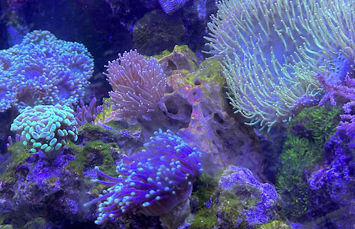 Ultimate Corals - Visual