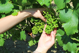 Photo n°28 de Cave Le Gravillas à Sablet (Établissement vinicole)