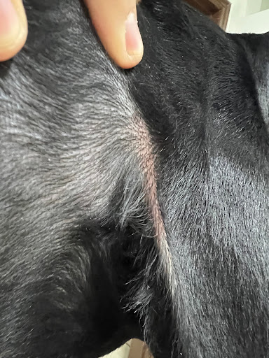 Sally's pet grooming - Thumbnail