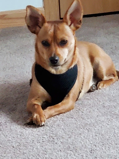 Dodge County Humane Society