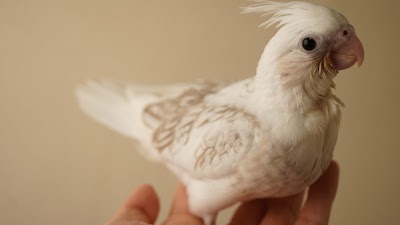 Hime luxe(ヒメリュクス)