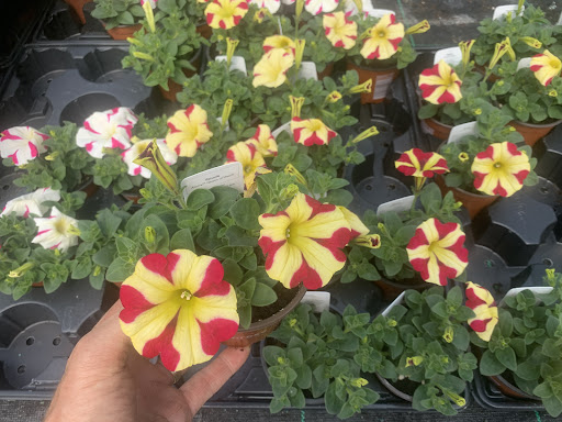 Boxtree Nursery And Garden Centre Gallery - United Kingdom