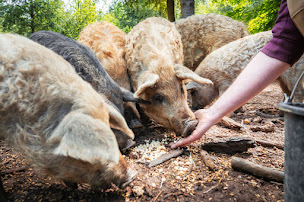 Photo n°6 de Domaine du Catié à Le Rialet (Restaurant)