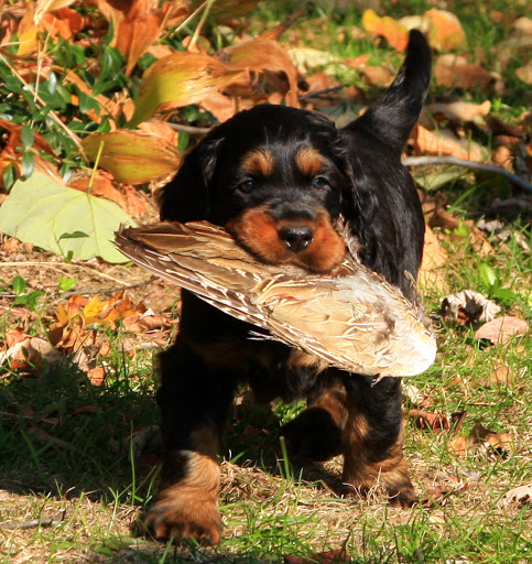 Against the Grain Pet Food Co.