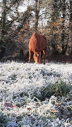 Photo n°11 de Al'o cheval - Médiation Equine à Langonnet (Centre de loisirs)