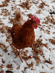 Photo n°2 de Le nid des cimes à Notre-Dame-des-Millières (Élevage de volailles)