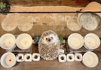 ハリネズミ専門カフェ HARRY WOOD（ハリーウッド） 名古屋栄店