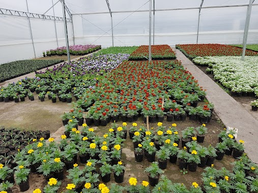 Vivero Carlos Targetta, Author: Fabrizio CAROZO CUTURI