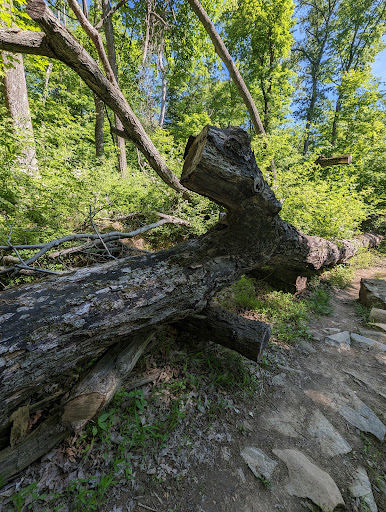 Roaring Brook - Thumbnail