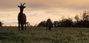 Photo n°23 de La Chèvrerie d'Eugénie à Sugères (Ferme à visiter)