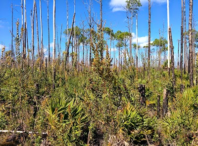 Photos of Picayune Strand State Forest WMA