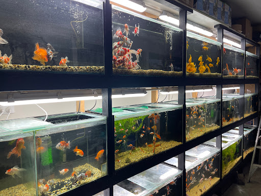 Brisbane Goldfish Specialists - Thumbnail