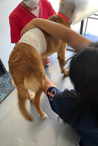 Hospital Veterinario CEUNI