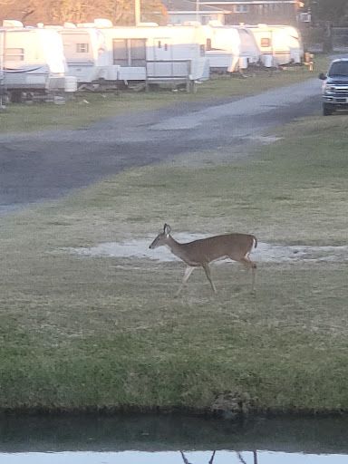 Island Hide-A-Way Campground Gallery - United States
