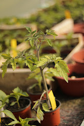 Photo n°20 de Les Champeaux à Arelaune-en-Seine (Maraîcher)