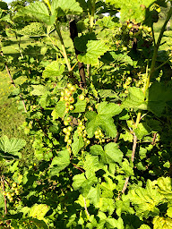 Photo n°23 de Camping de la Seine à Jumièges (Complexe résidentiel)