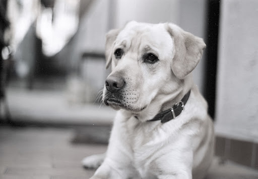 Hunde-Reha Vital - Mobile Hundephysiotherapie