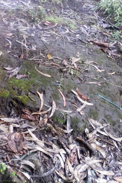 Photos of Parque Los Sauces