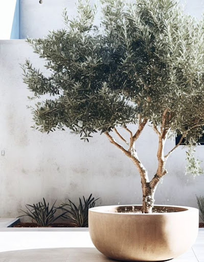 Pepper Plants - Foto 1