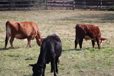 Kinder Farm Park