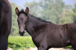 Photo n°29 de Domaine du Plantey à Castres-Gironde (Pension pour chevaux)