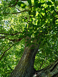 Photo n°12 de La Ferme aux Fleurs à Montpeyroux (Chambre d'hôtes)