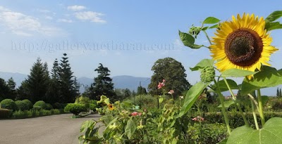 Photos of Botanical Garden of Noshahr