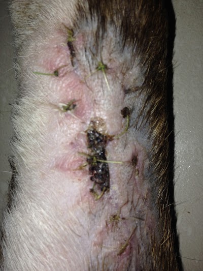 Photos of Centro Vet