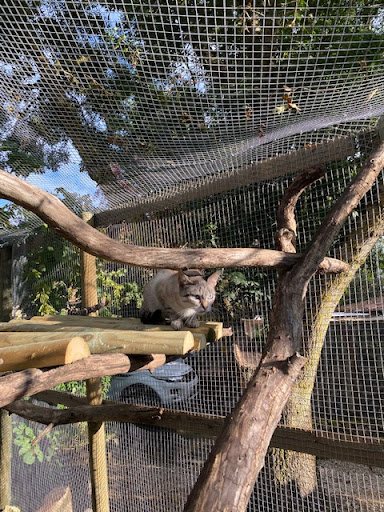 Photo de Lévriers &amp; Compagnie