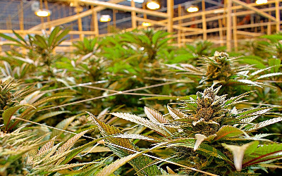 Photo of Pecos Valley Production - Dispensary & Wholesale