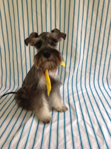 Dra. Emmy Clinica Veterinaria y Perruqueria