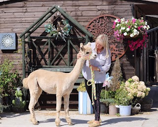 Lowlands Farm Alpacas