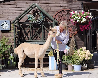 Lowlands Farm Alpacas