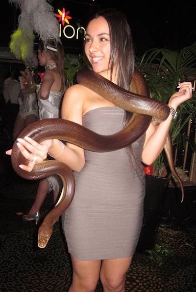 Photos of Reptile Parties Melbourne