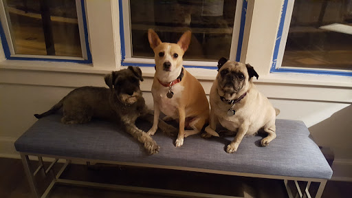 Nanuet Animal Hospital - Thumbnail