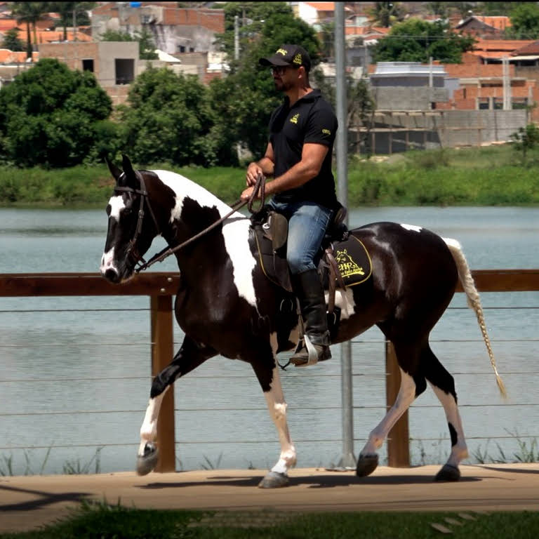 VENDIDO))) REGALO ZCM – Cavalos Helio Rocha